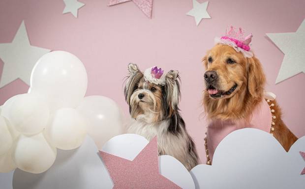 Dupla Celebrando Aniversário em Estúdio Fotográfico Pet - 
Em nosso estúdio fotográfico pet, testemunhamos momentos de pura a