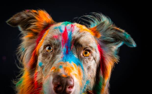 Ensaio Pet Colorido: fotos criativas e únicas que transformam seu pet em arte!