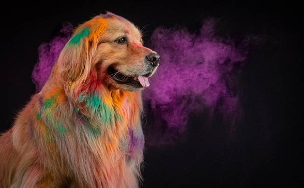 Ensaio Pets Coloridos de Carnaval na Be Dog em São Paulo – Fotografia Profissional que Encanta e Valoriza Marcas