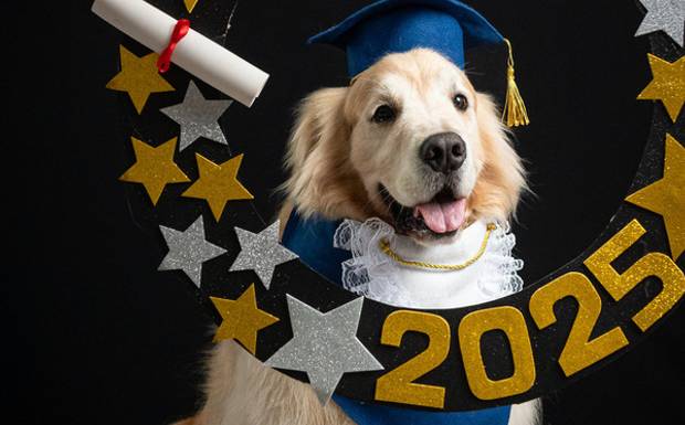 🎓 Formatura pet existe mesmo? Veja como funciona esse ensaio que está conquistando tutores
