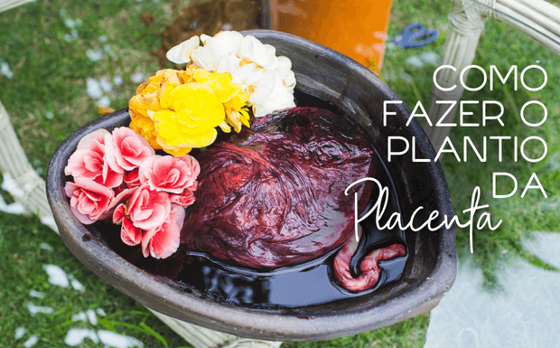 Como fazer o plantio da Placenta