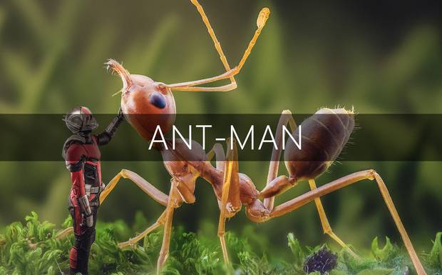 Edição | ANT MAN