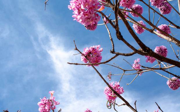 Brasília em fotografia