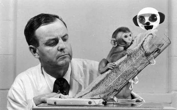 The Controversial Experiments of Harry Harlow
