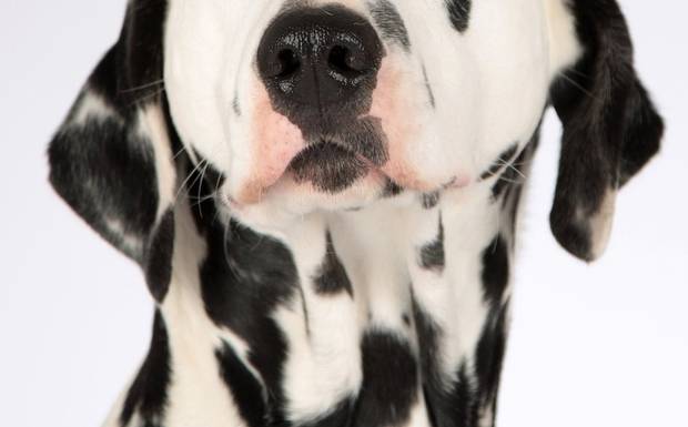 Composiciones que mejor funcionan en blanco y negro.