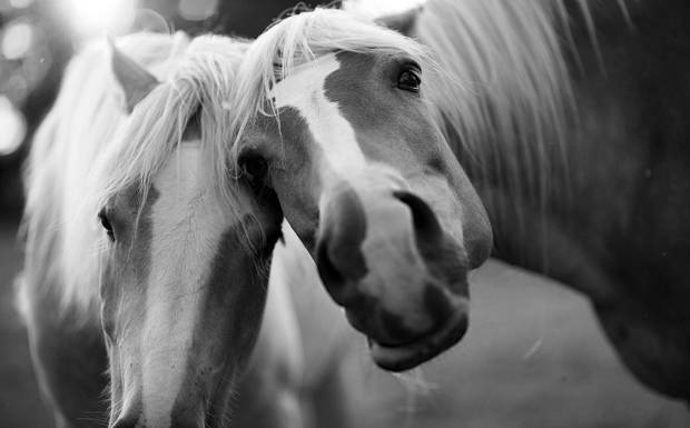 Día Mundial de los Animales: Claves Para Una Buena Foto
