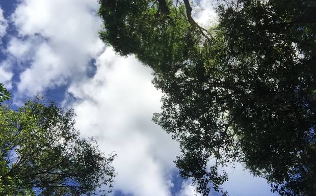 Materiais naturais e que simulam padrões da natureza