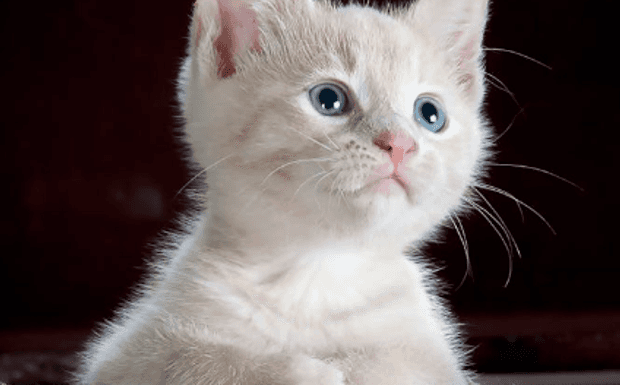 A Comprehensive Guide to Caring for Your Feline Friend