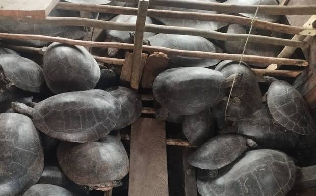 Polícias realizam operação e soltam 254 quelônios em Canutama