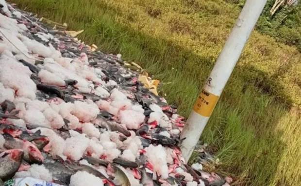 Caminhão carregado de peixes tomba na BR-319 e espalha carga na pista no AM