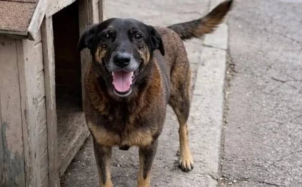 Polícia Civil de SC conclui inquérito e aponta adolescente como assassino do cão Orelha