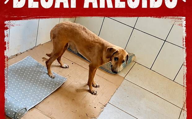Cachorrinha deficiente desaparece de abrigo provisório em Humaitá; grupo oferece recompensa por informações