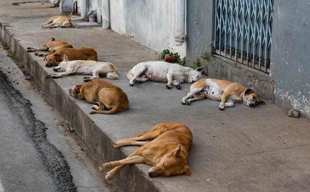 Situação de cães soltos nas ruas preocupa moradores de Canutama