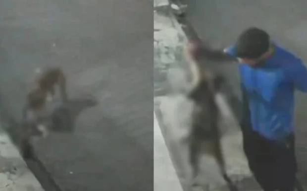 Vídeo mostra pitbull matando gato enquanto tutor apenas observa ataque em Manaus