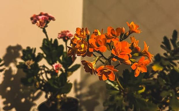 Eu nem percebi as flores vindo