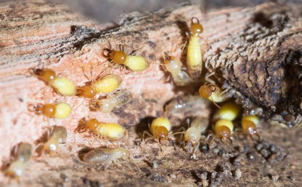 New Technologies in Termite Detection and Treatment (2025 Update)