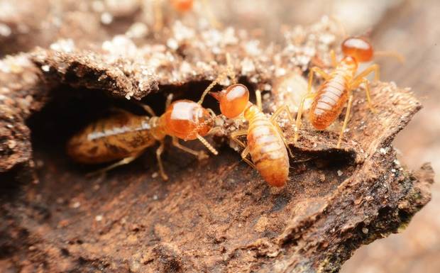 Preventing Termite Damage: 10 Proactive Measures Every Homeowner Should Know