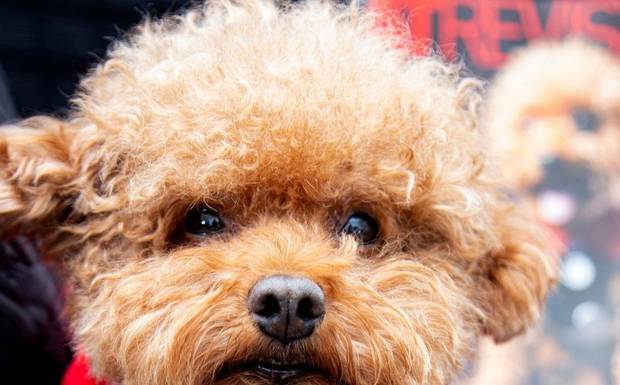 O Reencontro com a Nossa Essência: Por que o Petgraphia está de volta?