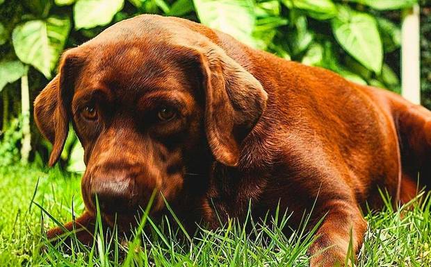 Como funciona um ensaio fotográfico pet na prática
