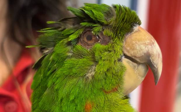 O que é taxidermia? Entenda a técnica por trás do “bicho empalhado”