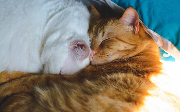 Inclua seu animalzinho nas suas fotos!