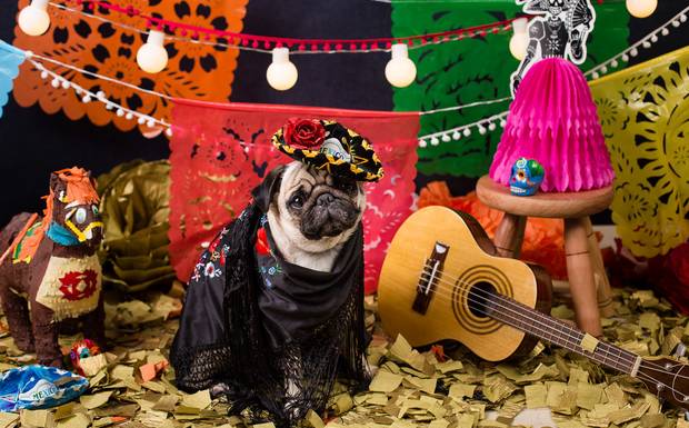 Ensaio pet de Halloween para celebrar a vida !