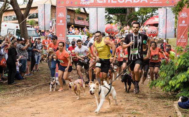 Dog Race 2019