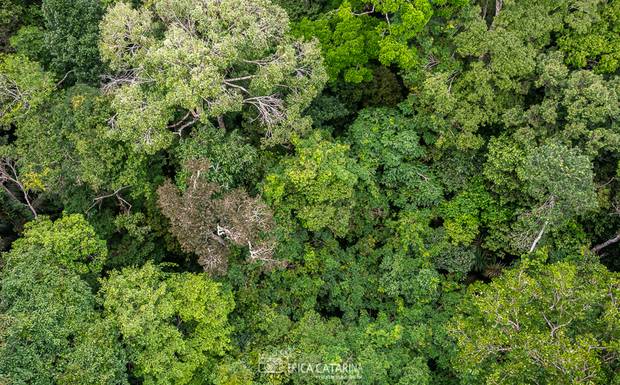 {Viagens} De volta ao Amazonas <3