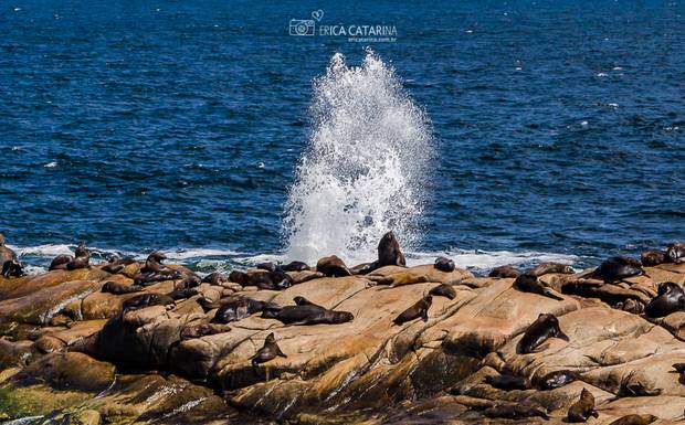 {Viagens} Cabo Polônio - Uruguay