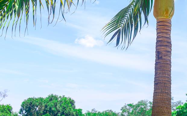 Parque das Flores - Paulínia/SP