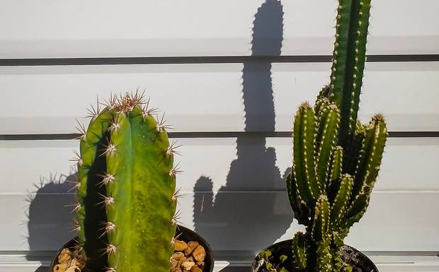 Despretensiosamente ganhei um mandacaru