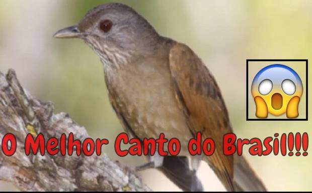 SABIÁ BARRANCO - CANTO NATIVO PARA ENSINAR FILHOTES 