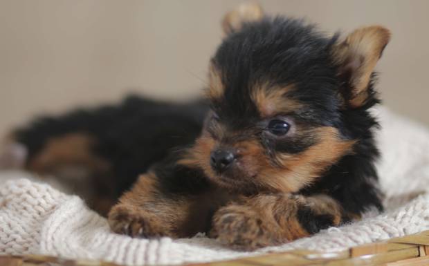 Vocês conhecem o Newborn Pet?