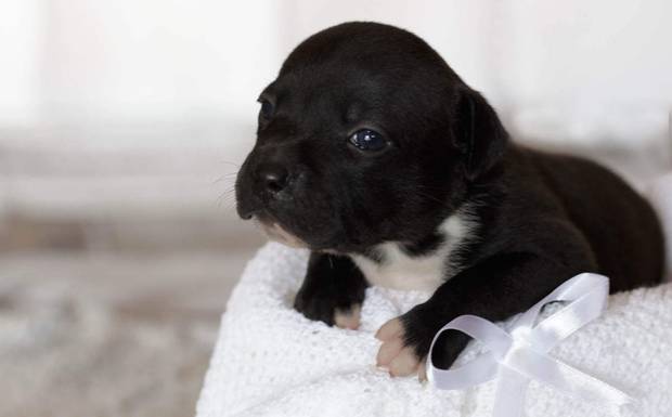 AlgoCÃO Doce - Staffmore Kennel