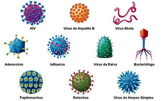 VÍRUS - CURIOSIDADES