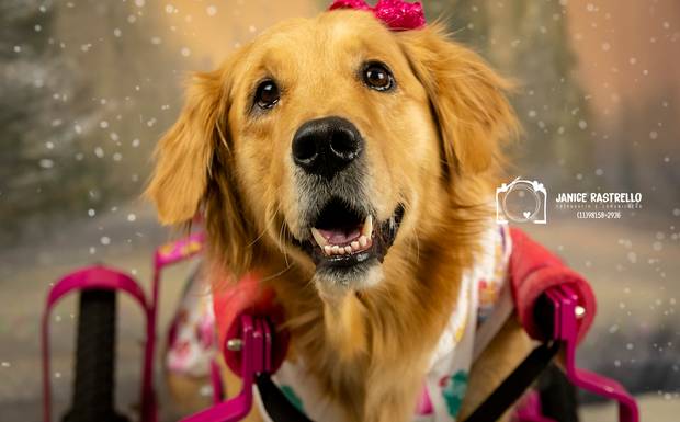 Olivia - A golden blogueira