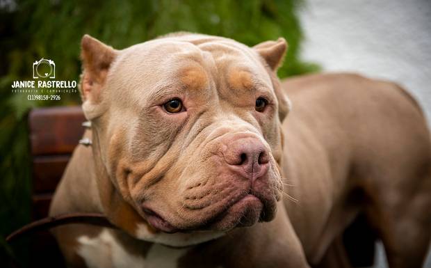 Kenay - o Americam Bully todo simpático