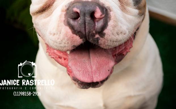 Ice Blue - O American Bully dócil e gentil