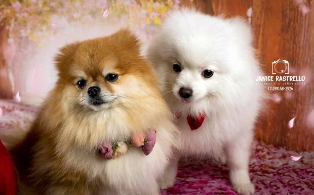 Uni e Dora - Tem amor no ar!