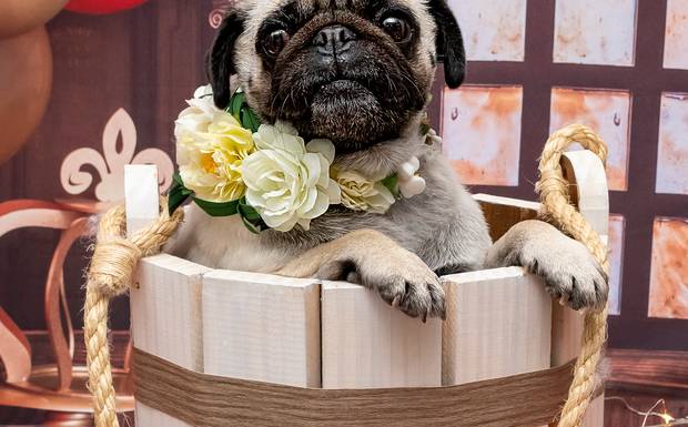 Bella - uma história de amor.