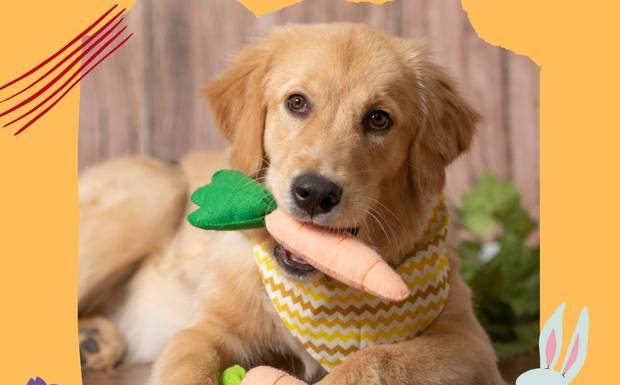 Ensaio Fotográfico de Páscoa para Pets: Registre Momentos Fofos e Encantadores!
