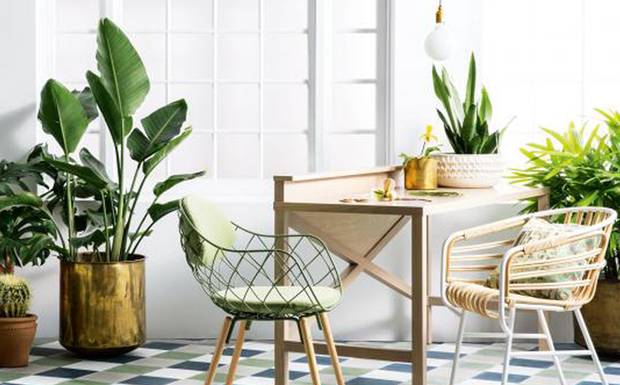 Plantas dentro de Casa