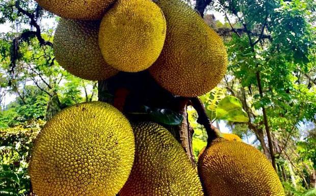Árvores frutíferas ajuda o meio ambiente e a população como um todo.