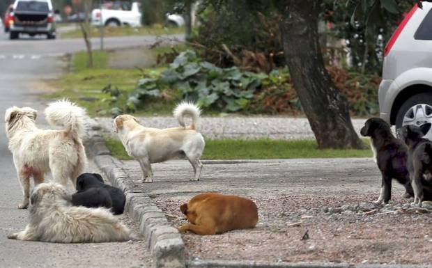 Animais são causa de acidentes e mortes no trânsito do Estado