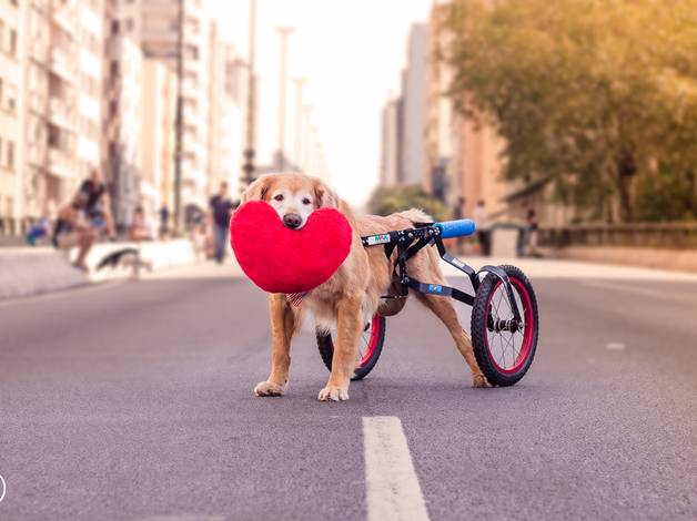 Pets de Aline + Troy