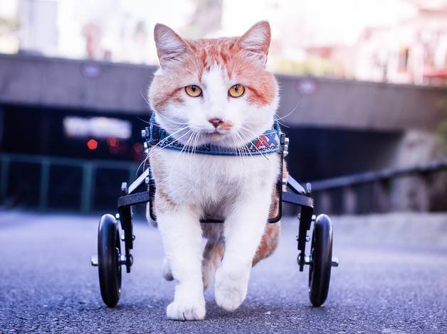 Pets de Maguila - O gato de rodas