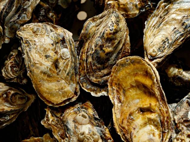 MAR QUE ALIMENTA A ALMA of FLORIPA - ILHA DA MAGIA