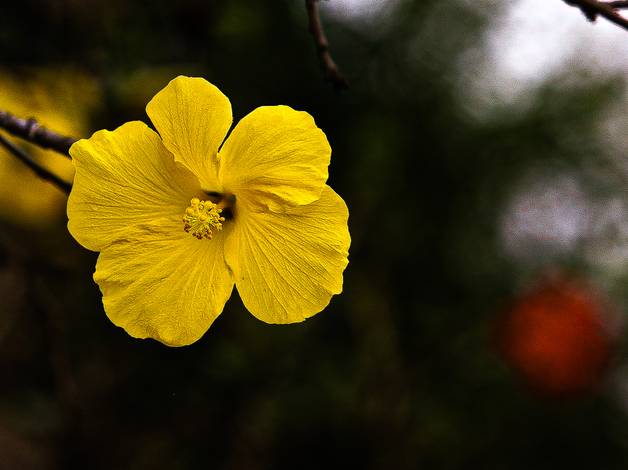 TROPICALHA of NATUREZA 