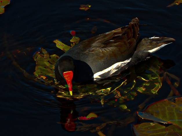 FLORA E FAUNA LAGOA of LAGOA DA CHICA