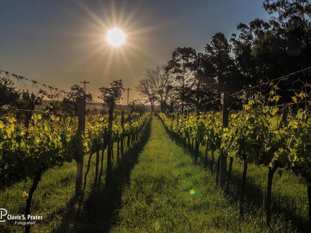 Congressos  de Best OF ASCO 2015